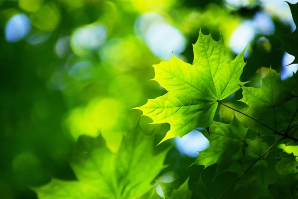 Фон Зеленого Листя Сонячний День — стокове фото