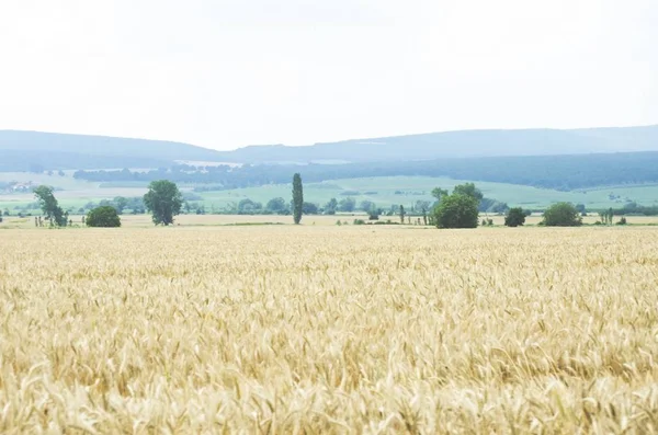 Foto Van Tarwe Veld Landschap — Stockfoto