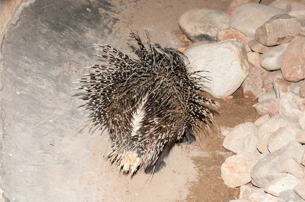 Puercoespín Del Cabo Puercoespín Sudafricano Hystrix Africaeaustralis Originario África Central — Foto de Stock