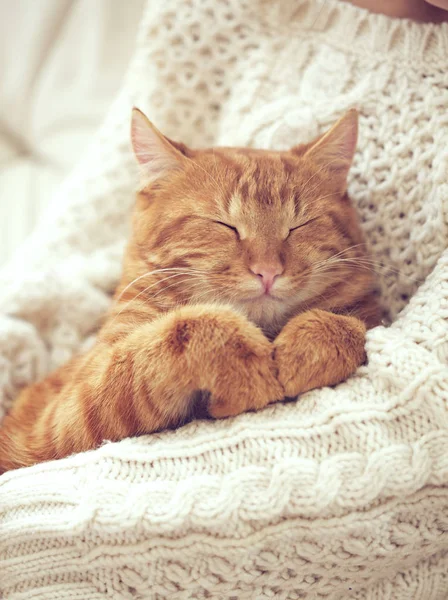 Gato Gengibre Bonito Dorme Camisola Malha Quente — Fotografia de Stock