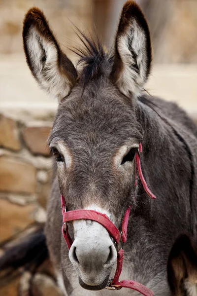 Vista Cerca Cabeza Burro Portugués — Foto de Stock