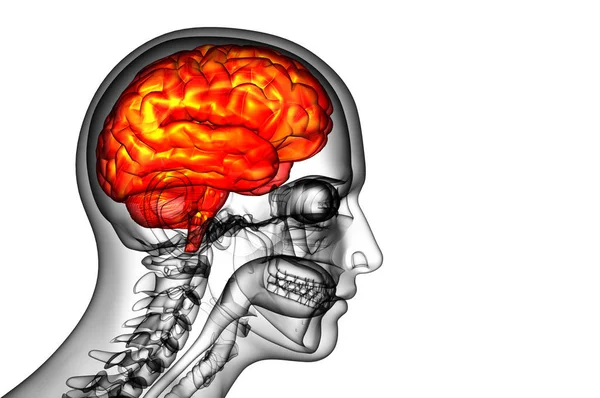 Lékařská Ilustrace Mozku Boční Pohled — Stock fotografie