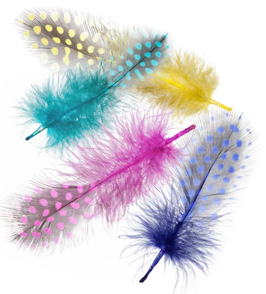 Les Plumes Pintade Sont Peintes Dans Des Couleurs Vives Isolées — Photo