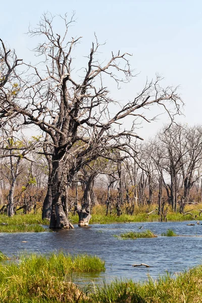 Beautiful Swamp Landscape Okavango Moremi Game Reserve Okavango Delta Botswana — Stock Photo, Image