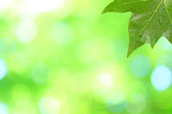 Våren Bokeh Bakgrund Med Grönt Blad — Stockfoto