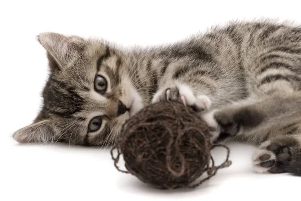 Lindo Gato Niño Sentado Sobre Fondo Blanco — Foto de Stock