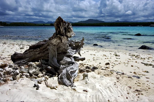 Uma Praia Mauritius — Fotografia de Stock