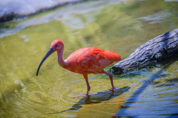 Eudocimus Ruber Una Especie Ave Paseriforme Familia Threskiornithidae Habita América —  Fotos de Stock