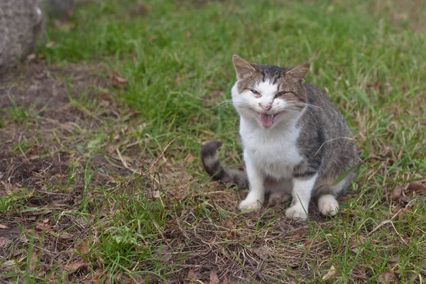 Gros Chat Colère Assis Sur Herbe Verte — Photo