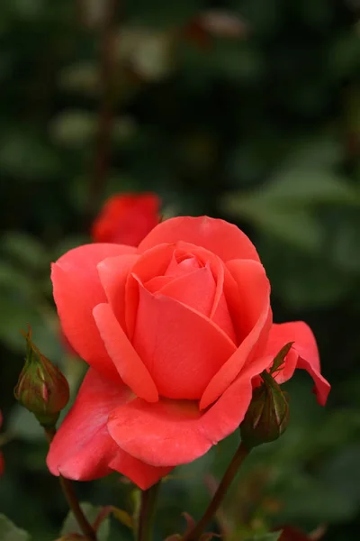 Яркий Красивый Цветок Розы Солнце Крупным Планом — стоковое фото