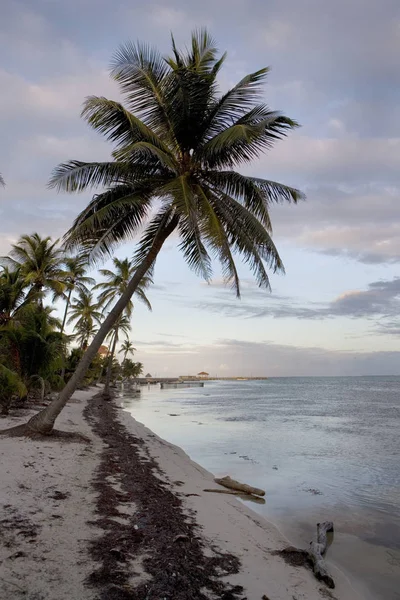 Φοινικόδεντρα Γραμμή Της Ήσυχης Ακτής Ενός Μικρού Τροπικού Νησιού Στα — Φωτογραφία Αρχείου