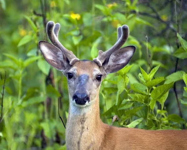 Whitetail Szarvas Bak Állva Mezőben — Stock Fotó