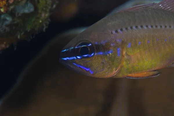 Flower Cardinalfish Close — Stock Photo, Image