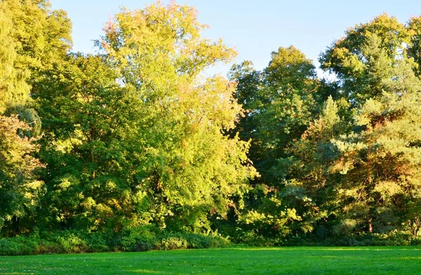 Vacker Färgglad Skog Solig Höstdag — Stockfoto