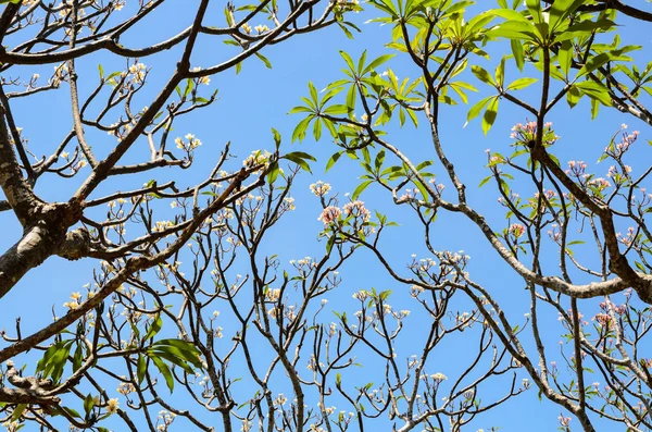 Frangipani Plumeria Puut Kukkivat Kesällä Thaimaassa — kuvapankkivalokuva