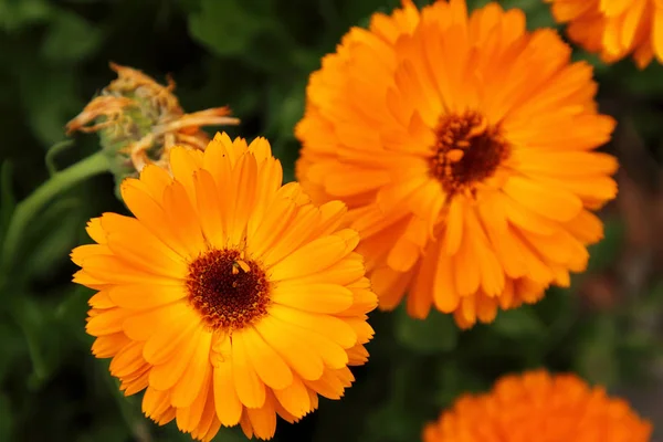 Closeup Photo Tow Bright Calendula Flowers — Stock Photo, Image