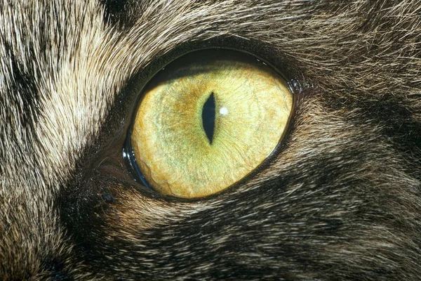 Anatomia Close Olho Verde Gato — Fotografia de Stock