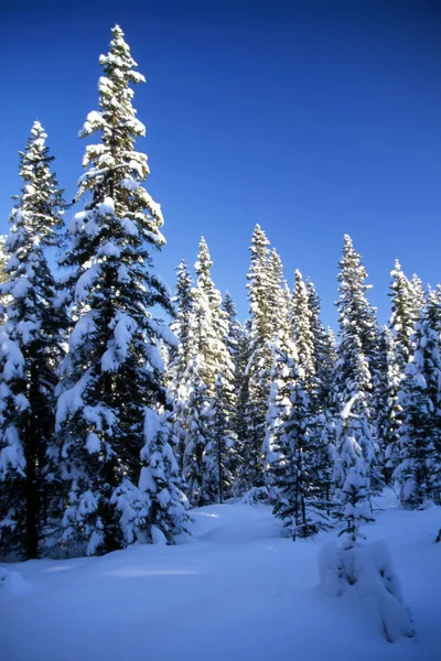 Árboles Altos Nevados Montañés Día Soleado Con Cielo Azul — Foto de Stock