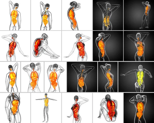 Rendering Medicinsk Illustration Mänskliga Matsmältningssystemet Och Andningsorganen — Stockfoto
