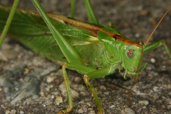 Female Large Green Grasshopper Tettigonia Viridissima — Stock Photo, Image