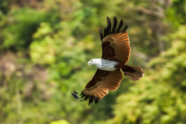 Brahminy kite flying at high speed