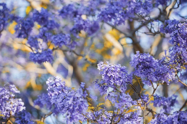 Bela Árvore Jacarandá Cor Púrpura Profunda Flor Brisbane Queensland — Fotografia de Stock