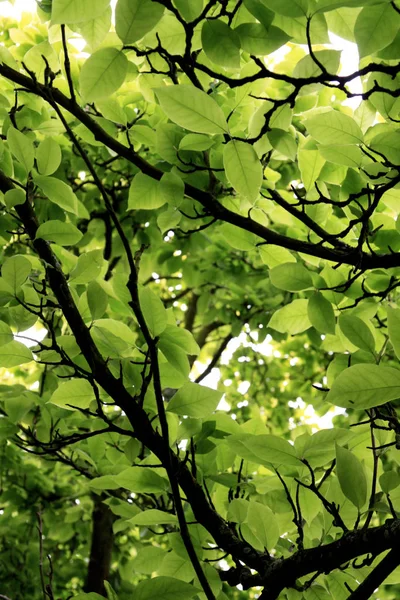 Vue Rapprochée Feuilles Vertes Luxuriantes Lumineuses Avec Des Branches Sombres — Photo