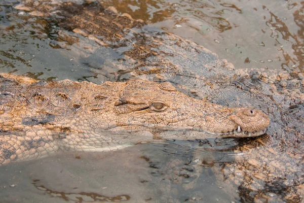 Crocodiles Water Swimming — Stock Photo, Image