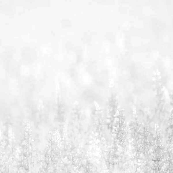 Weißer Hintergrund Textur Von Blumen — Stockfoto