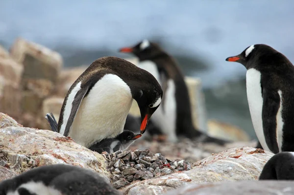 Fiatal Gentoo Pingvin Kezd Élelmiszer Mellett Felnőtt Gentoo Pingvin Antarktisz — Stock Fotó