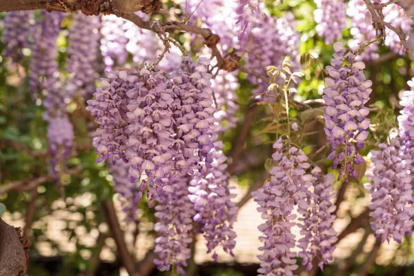 Fiori Glicine Viola Fioriscono Una Vite Giardino Botanico Primavera — Foto Stock