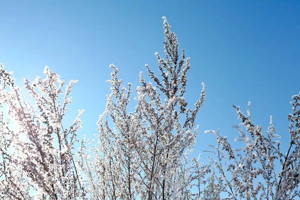 Schneebedeckter Und Gefrorener Ast Auf Blauem Himmel — Stockfoto