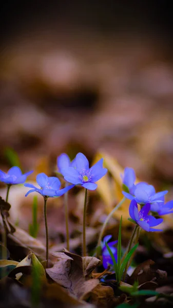 Blomster Som Farverig Baggrund Makro Foto Natur Serie - Stock-foto