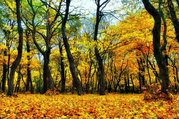 Folhas Amarelas Chão Floresta Outono — Fotografia de Stock
