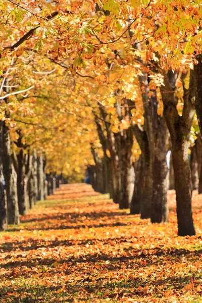 Vacker Höst Gränd Med Apelsin Blad — Stockfoto