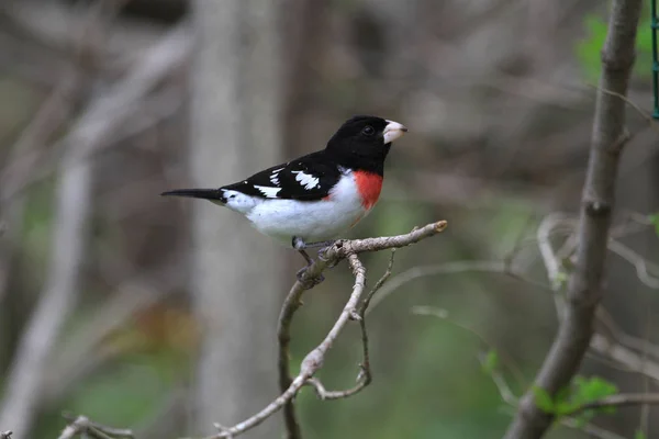 Rose Breasted Grosbeak Male Perched Branch Rain — Stock Photo, Image