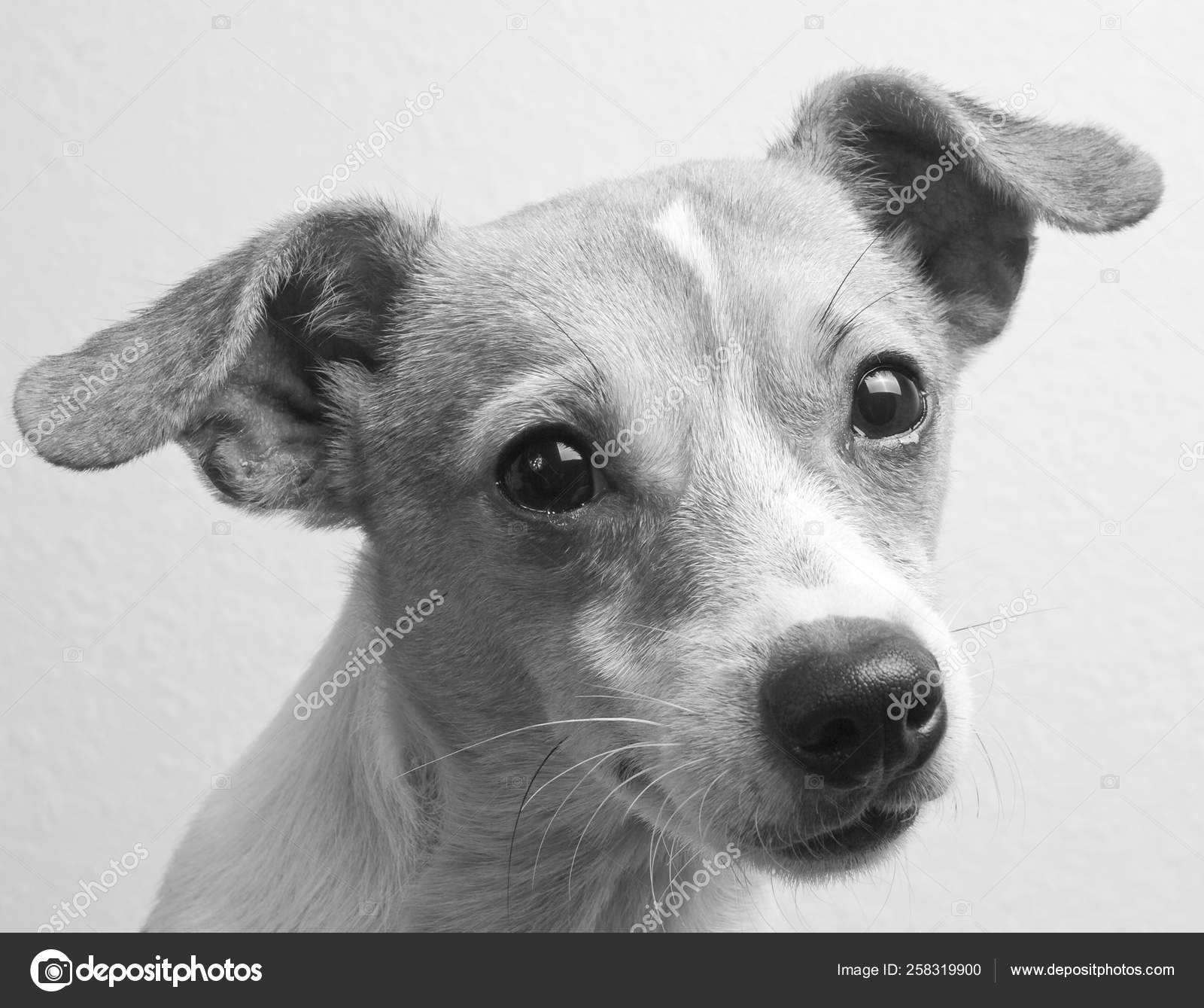 White jack russell store chihuahua mix