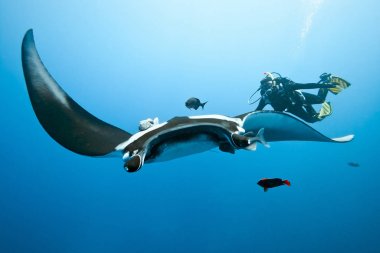 Manta and diver on the blue background - Mexico clipart