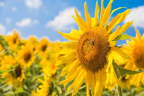 Slunečnice Včela Přes Modrou Oblohu — Stock fotografie