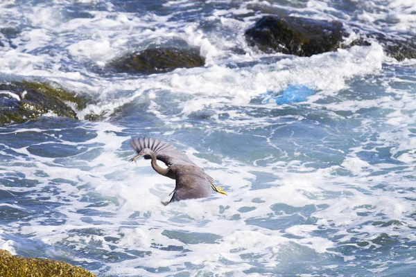 Μεγάλος Μαύρος Που Πετάει Ενάντια Στην Τροφή Στη Θάλασσα — Φωτογραφία Αρχείου