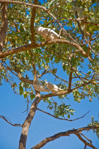 Aves Australianas Área Tropical Territorio Del Norte — Foto de Stock