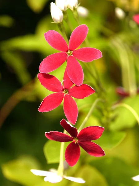 Flor Vermelha Rastejante Rangum — Fotografia de Stock