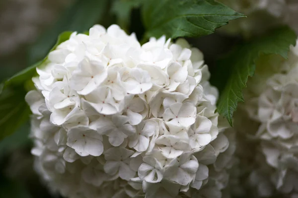 Guelder Gül Beyaz Çiçekleri Yakın Çekim — Stok fotoğraf