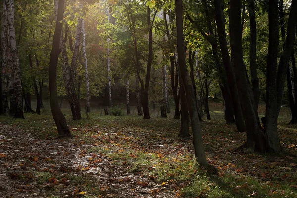 Landskap Hösten Skogen Med Solljus Hela Bakgrunden — Stockfoto