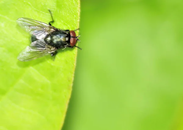 Une Mouche Verte Perchée Sur Une Feuille Plante — Photo