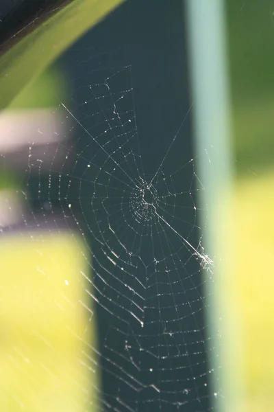 Spider Web Gros Plan Montrant Les Modèles — Photo