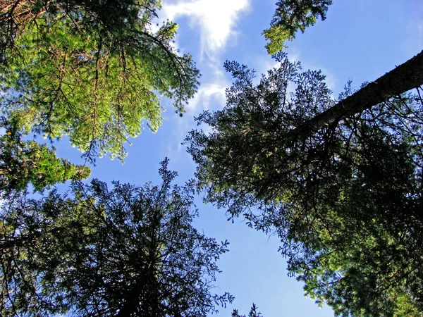 Cielo Azul Alto Marco Los Árboles — Foto de Stock