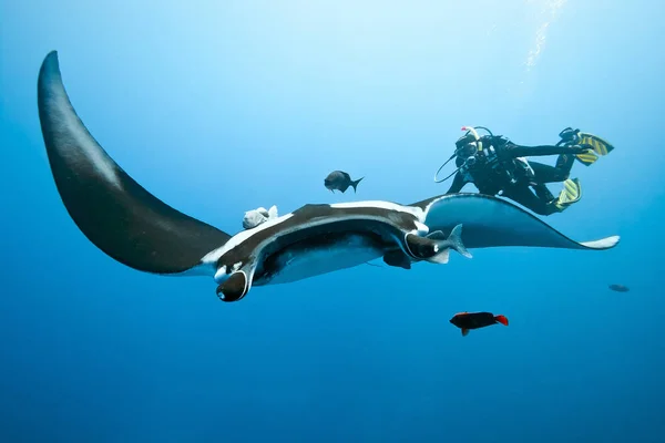 Manta Potápěč Modrém Pozadí Mexiko — Stock fotografie