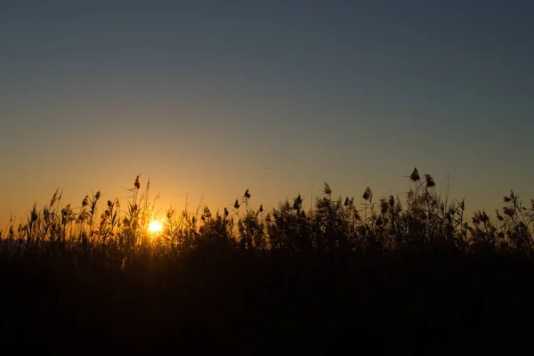 Silhouette Delle Zone Umide Legge Contro Una Scenografica Alba — Foto Stock