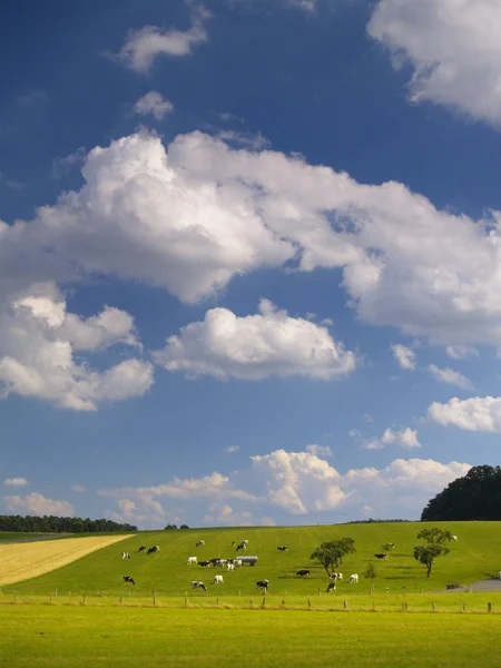 Vita Moln Över Grön Jordbruksmark — Stockfoto